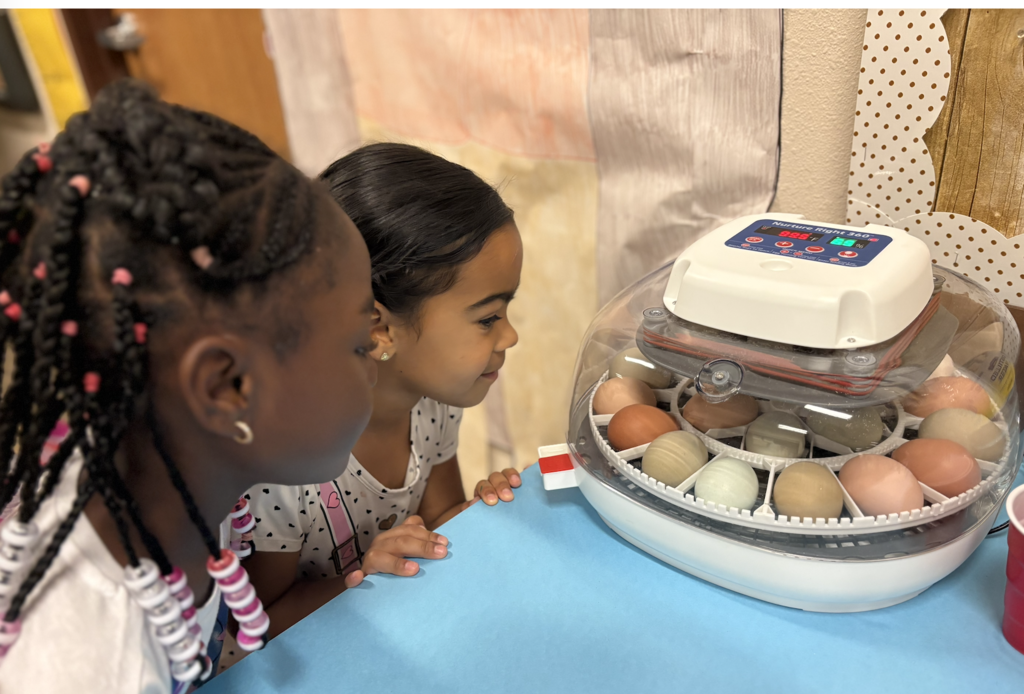 Students looking at eggs