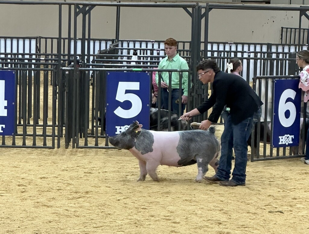 A person in a black sweater and jeans stands in an arena with a pig.