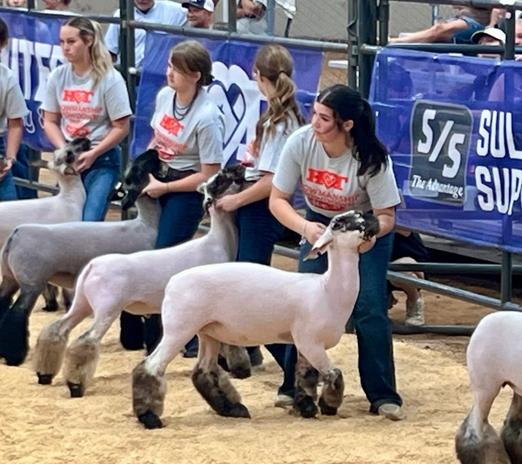 Four young women pose with sheep in a sandy area. The sheep are various shades of white.