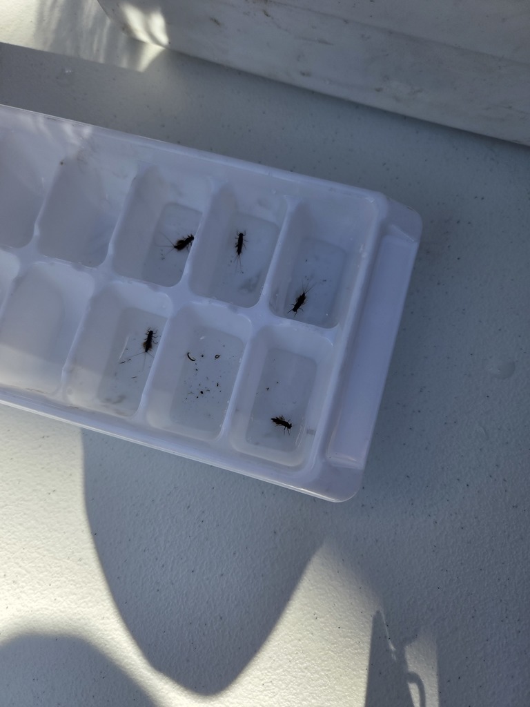 bugs in an ice cube tray