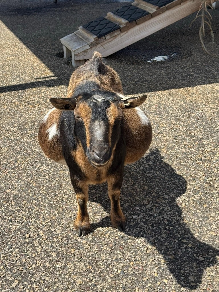 very pregnant goat