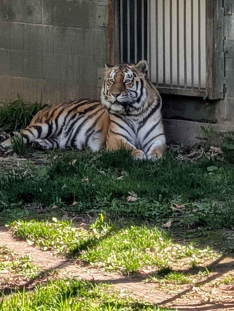 tiger lounging in the shade
