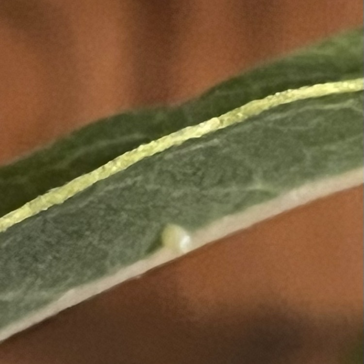 egg