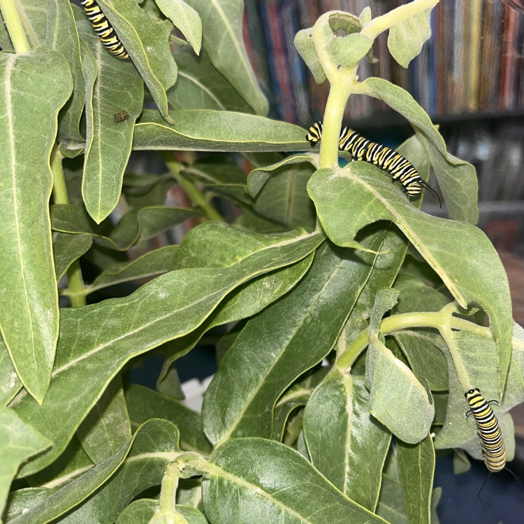 caterpillar 