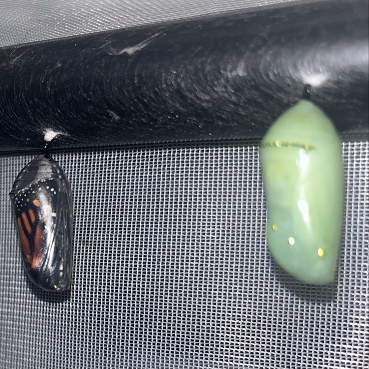 chrysalis
