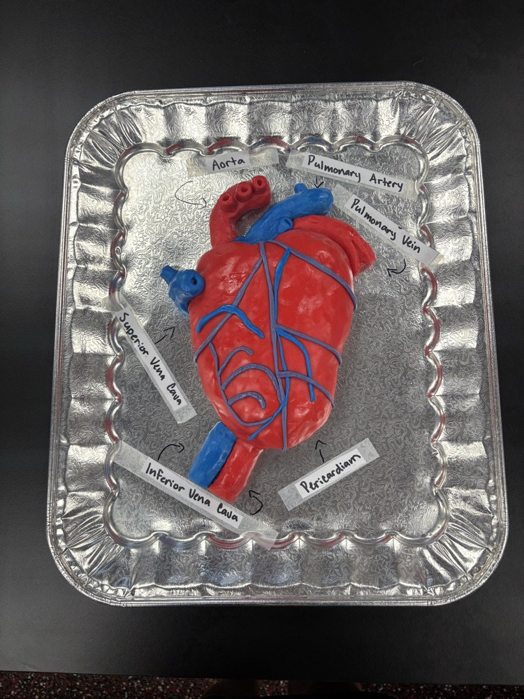 heart model