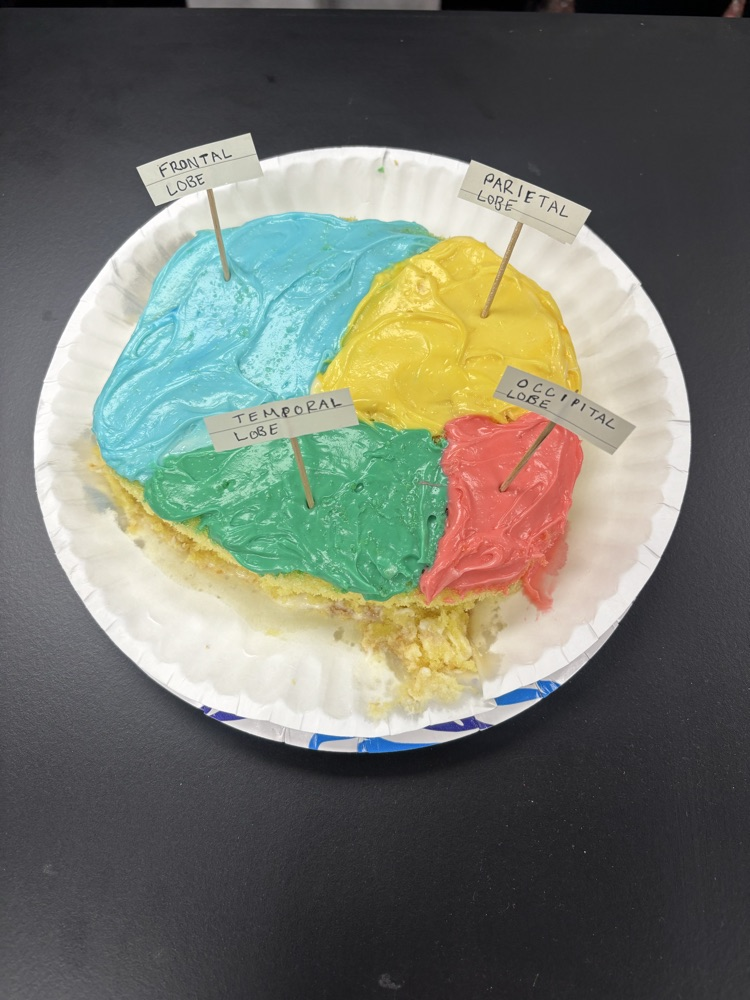 brain model