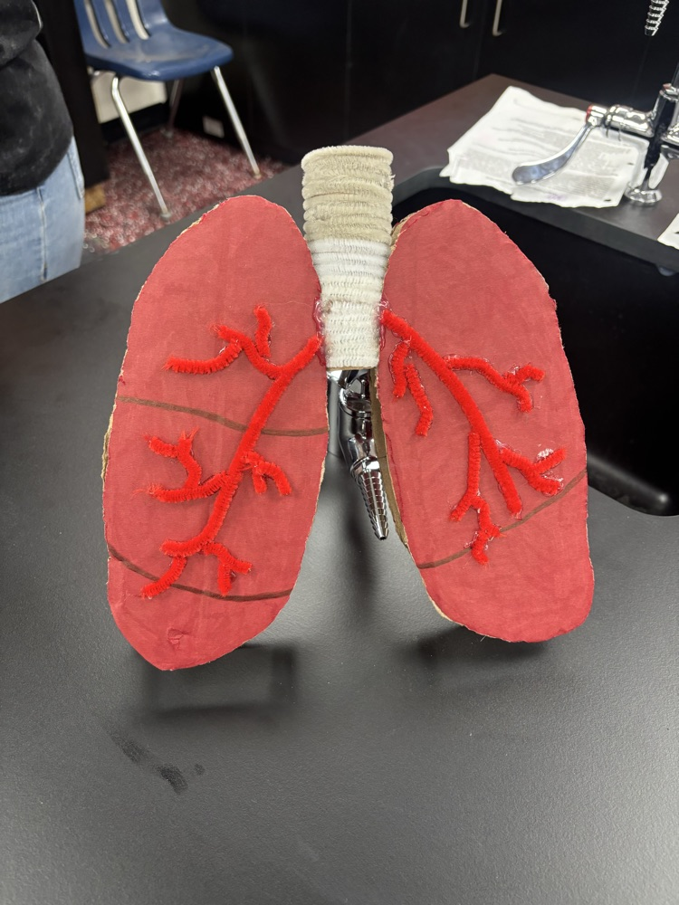 lung model