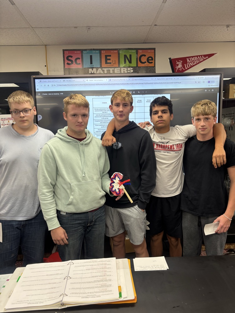 kidney model 