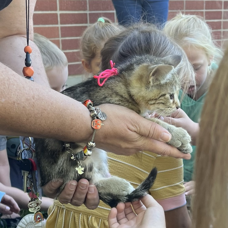 cat