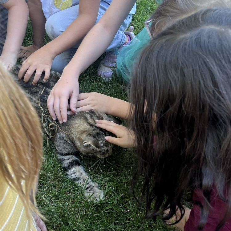 cat
