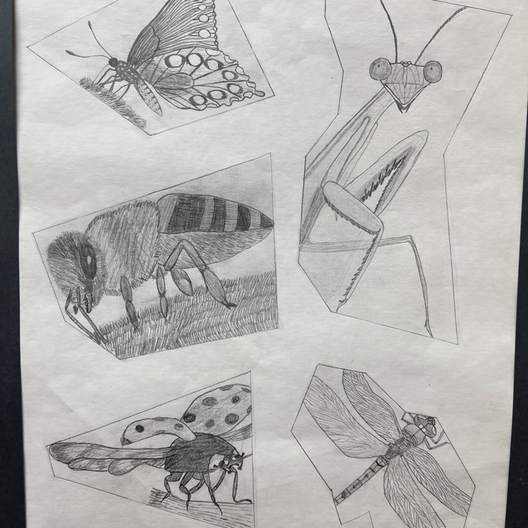 A drawing on white paper features six insects, including a butterfly, a bee, a ladybug, a dragonfly, and two others.