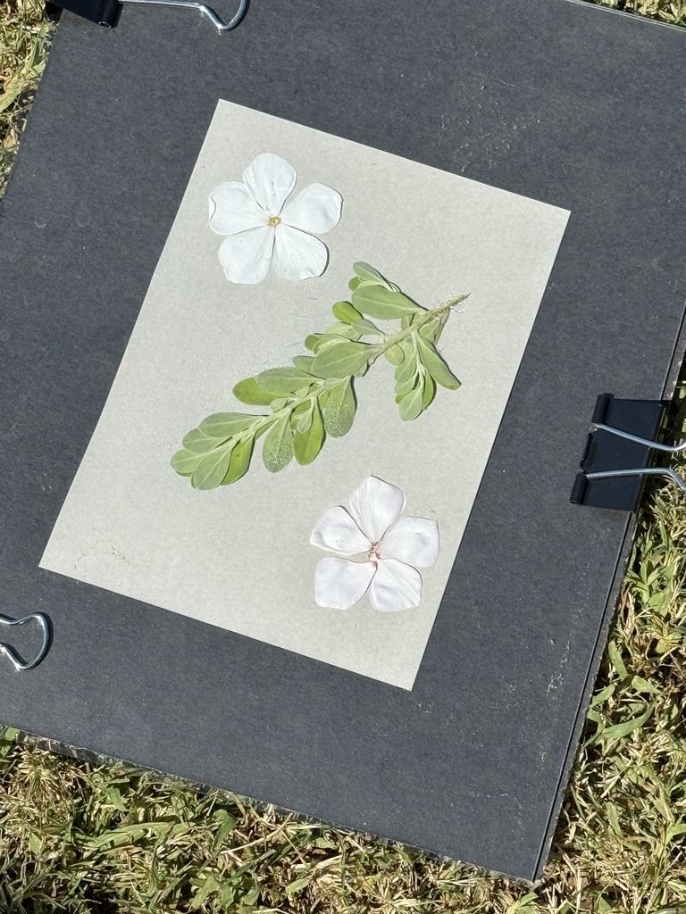 Sunshine and sun paper!