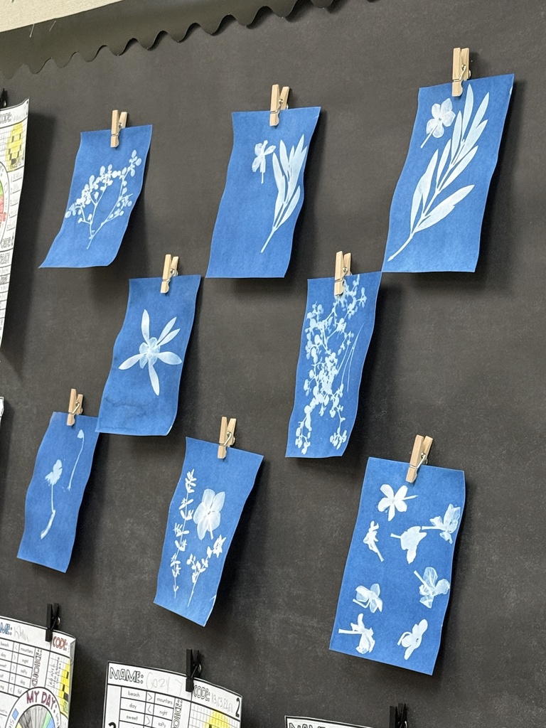 Sun paper prints made with natural elements.