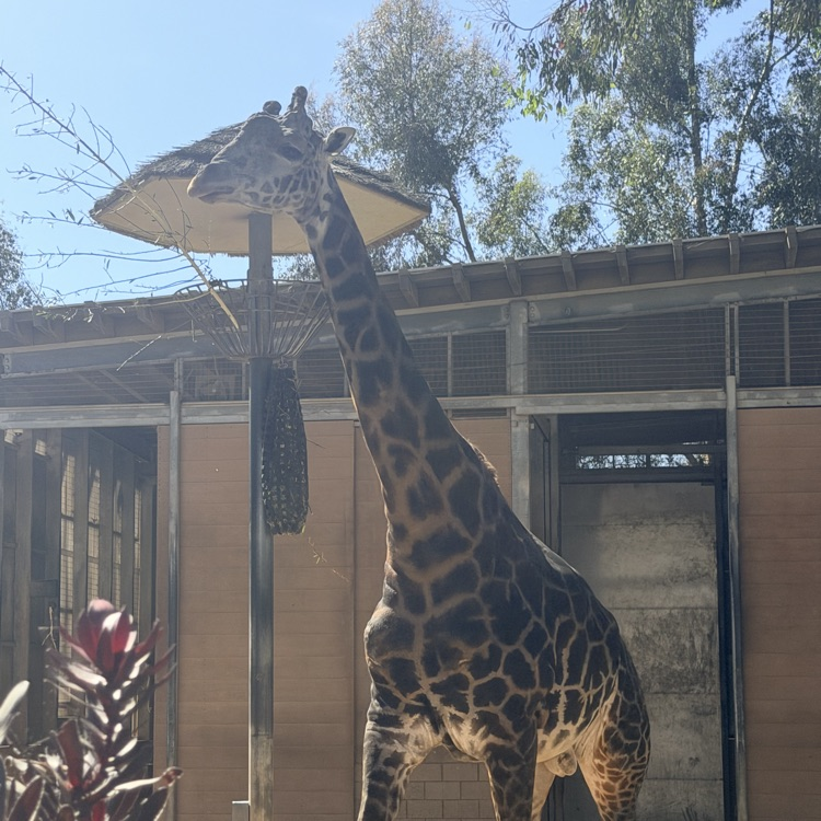 zoo