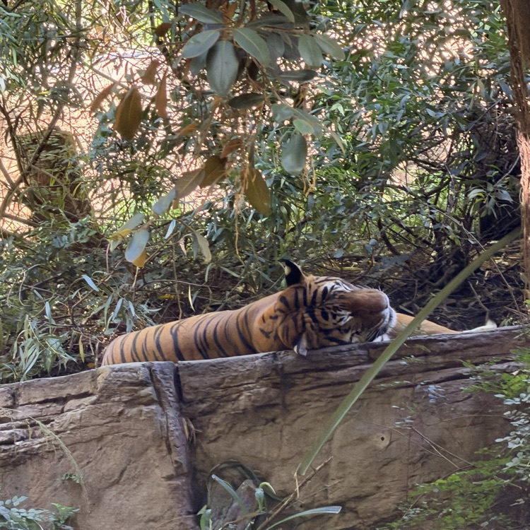 zoo