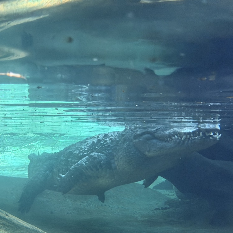 zoo