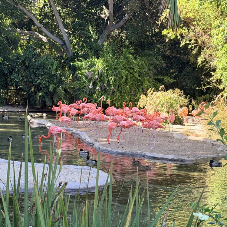 zoo