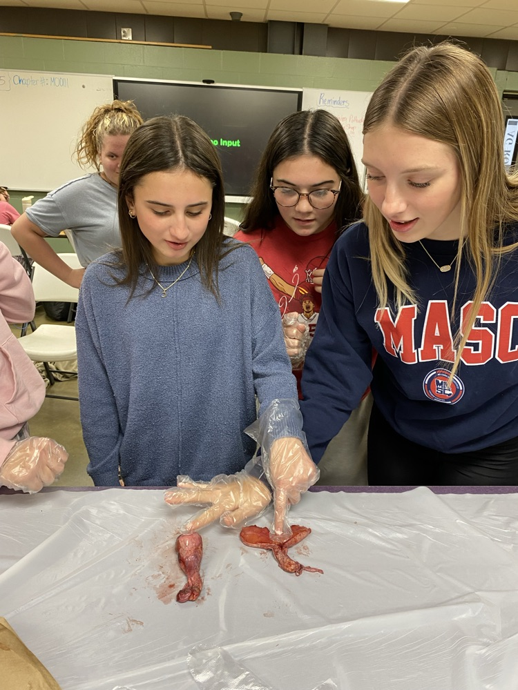 Ag Science I taking a look at real reproductive organs. 