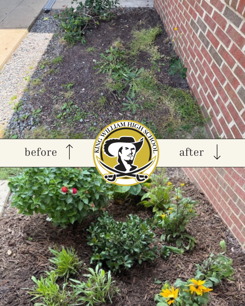 Before and After Plantings