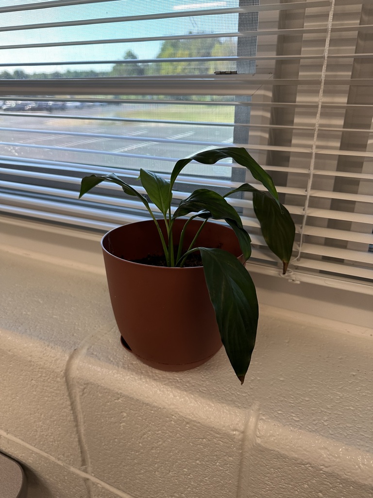 Plant Lab