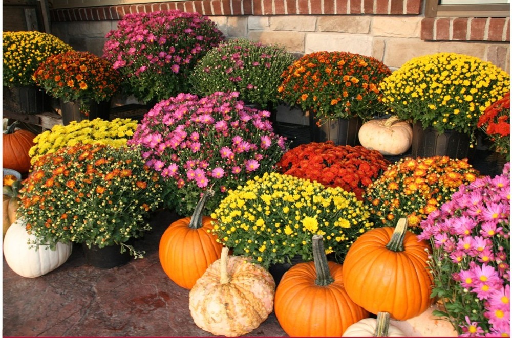 mums and pumpkins in front of a decorative brick wall