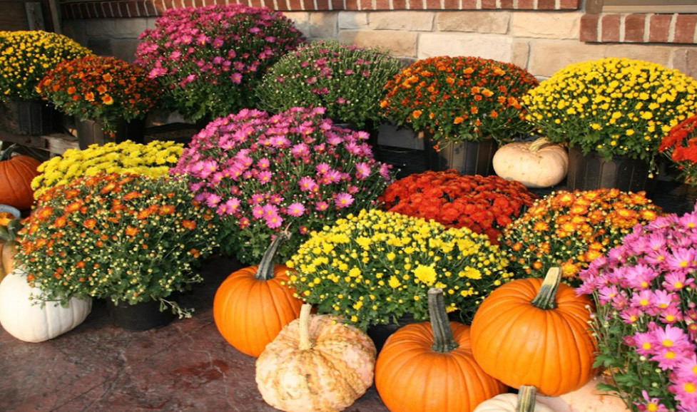 Mums-surrounded-by-pumpkins