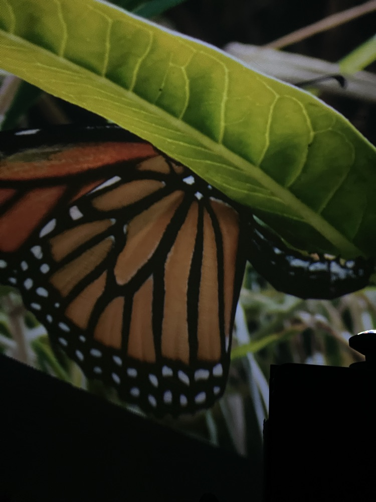 Some classes got a sneak peek of a few other videos!