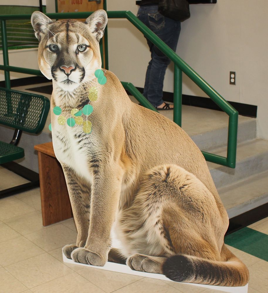 Cougar with Swag