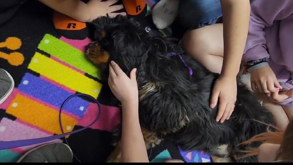 Canine Companion