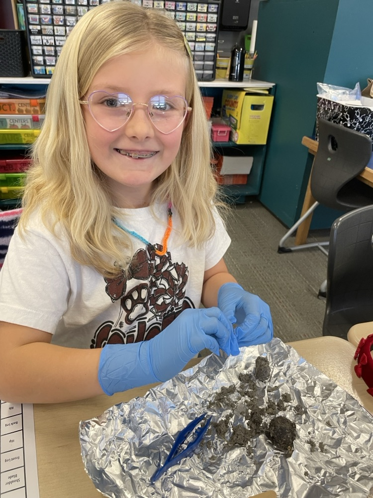 students dissecting owl pellets