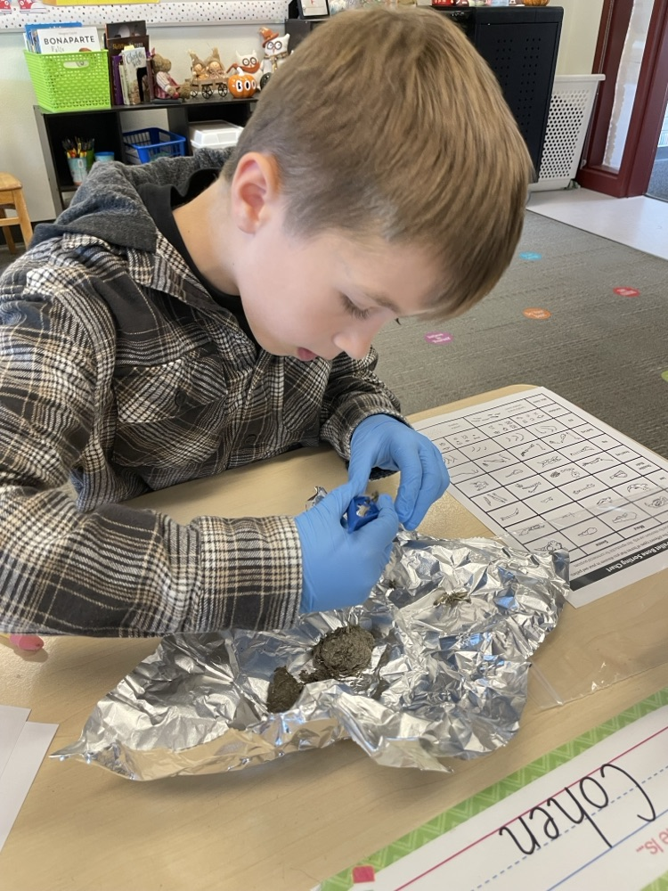 students dissecting owl pellets