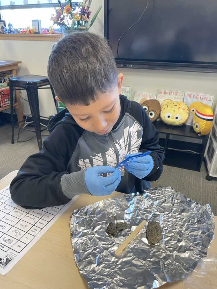 students dissecting owl pellets