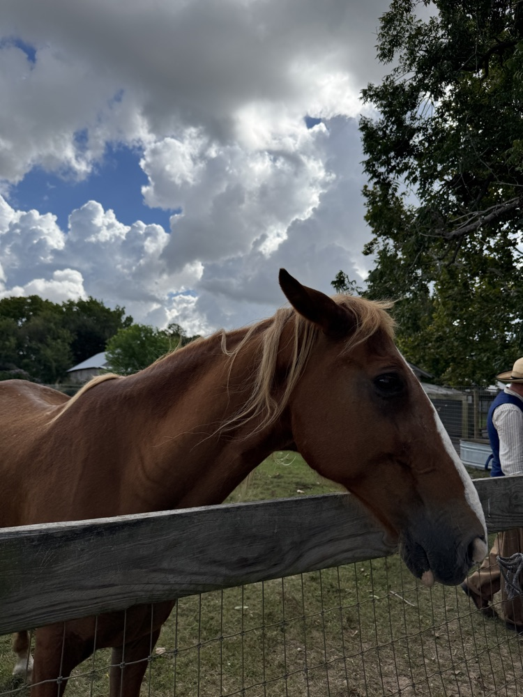horse 