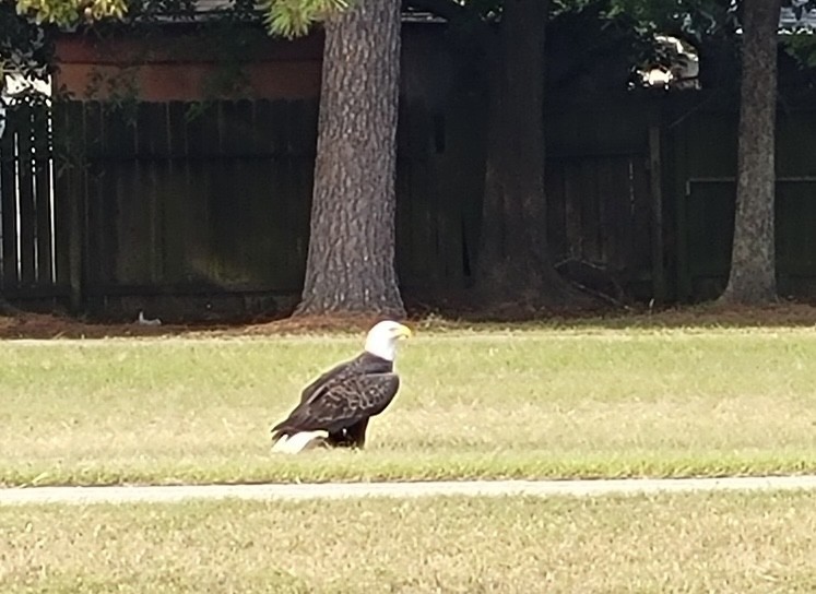Eagle Mascot