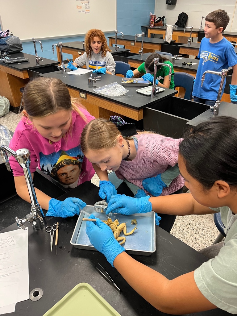 Frog Dissection