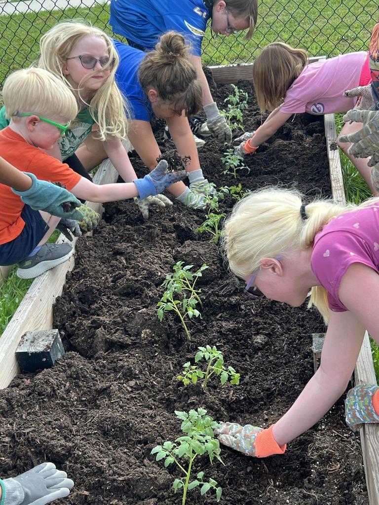 Blackshear Students Planting Tomatoes