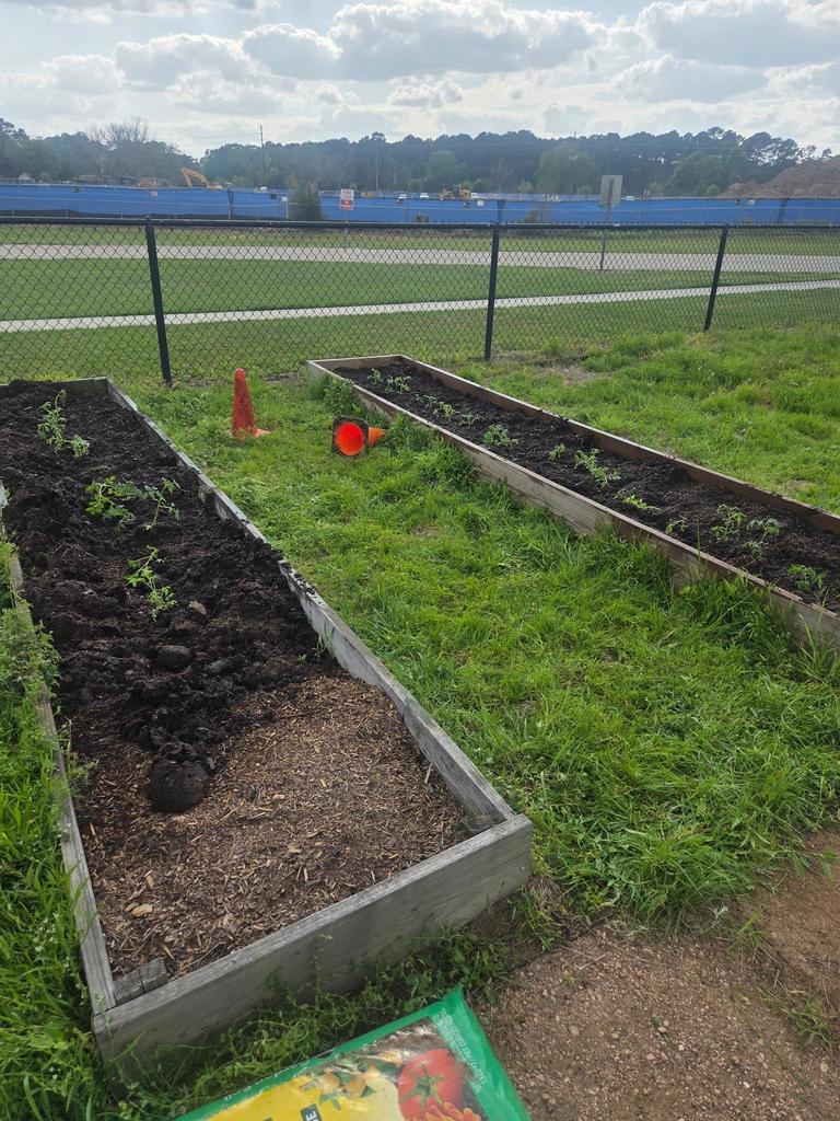 Tomato Beds