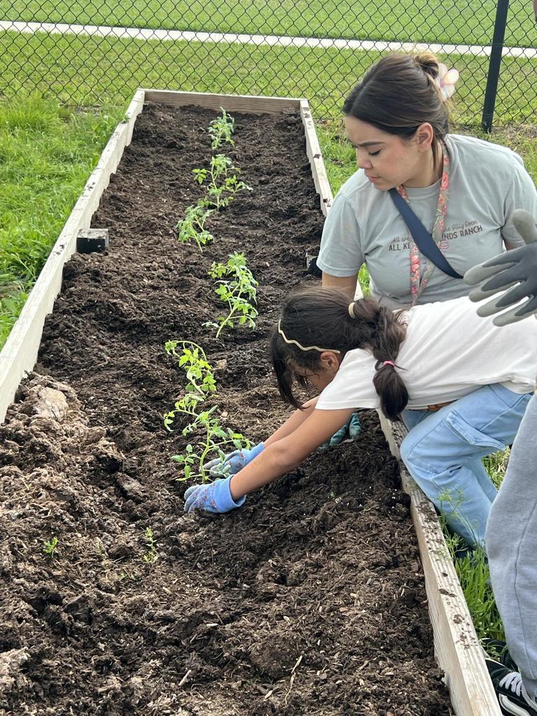 Girl Planting Tomato