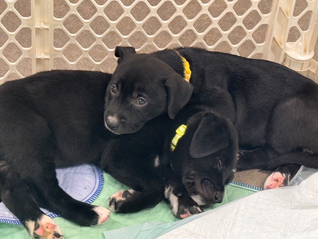 Puppies