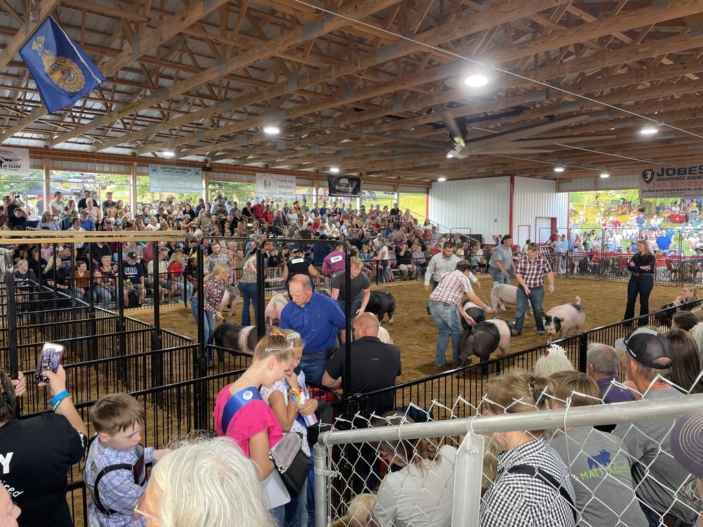 Knox County Fair Hog Show