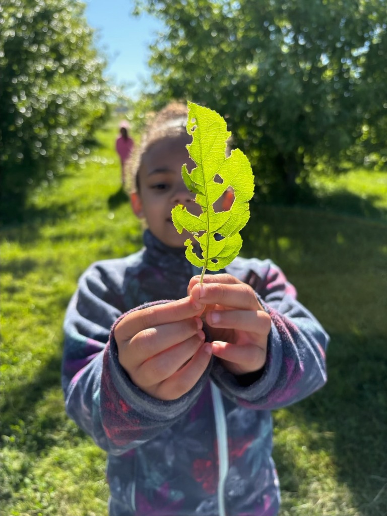 A student looks for signs of butterflies in the outdoor trees and plants.