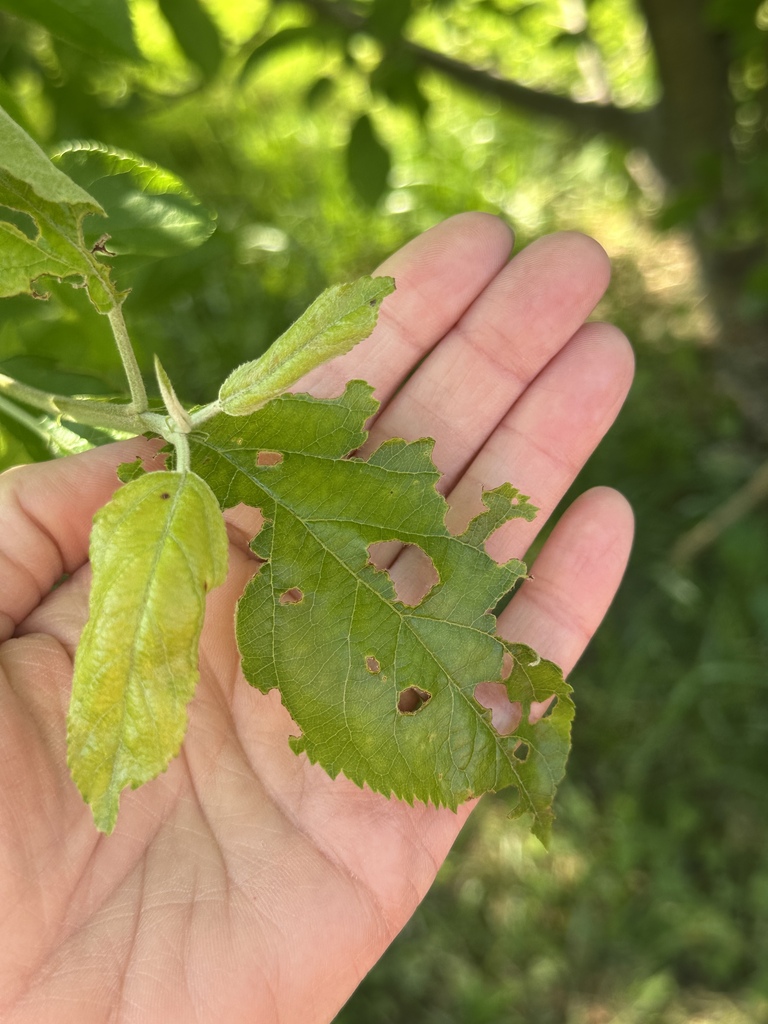 A student looks for signs of butterflies in the outdoor trees and plants.