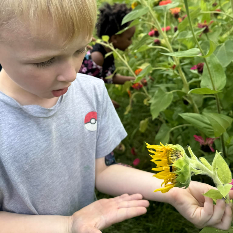 boy holding sunflower 