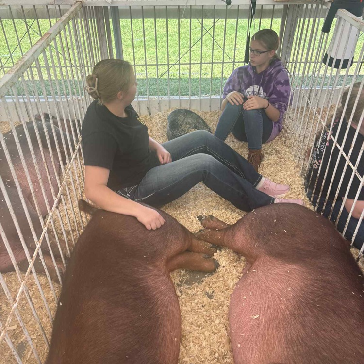 pigs