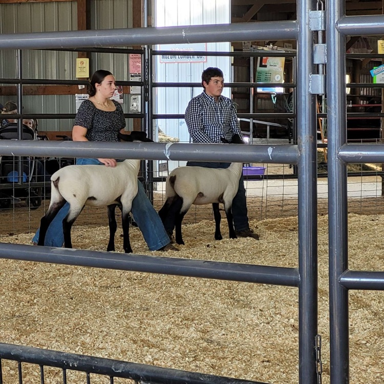 sheep
