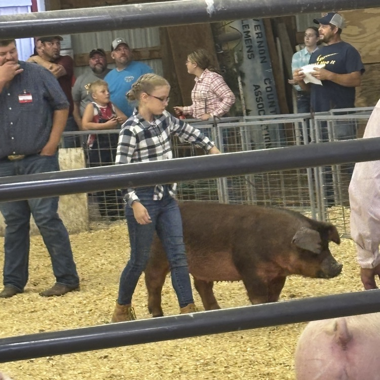 pig