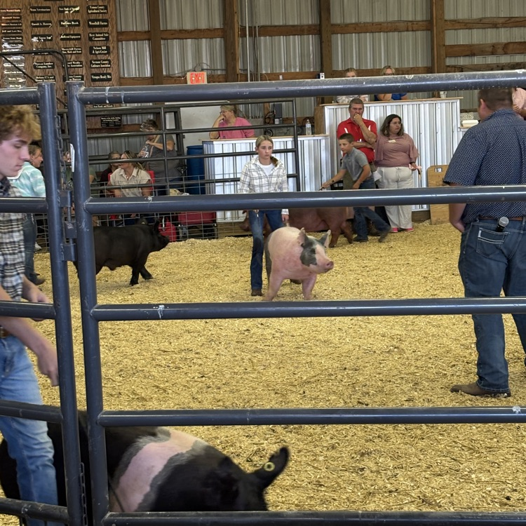 pig