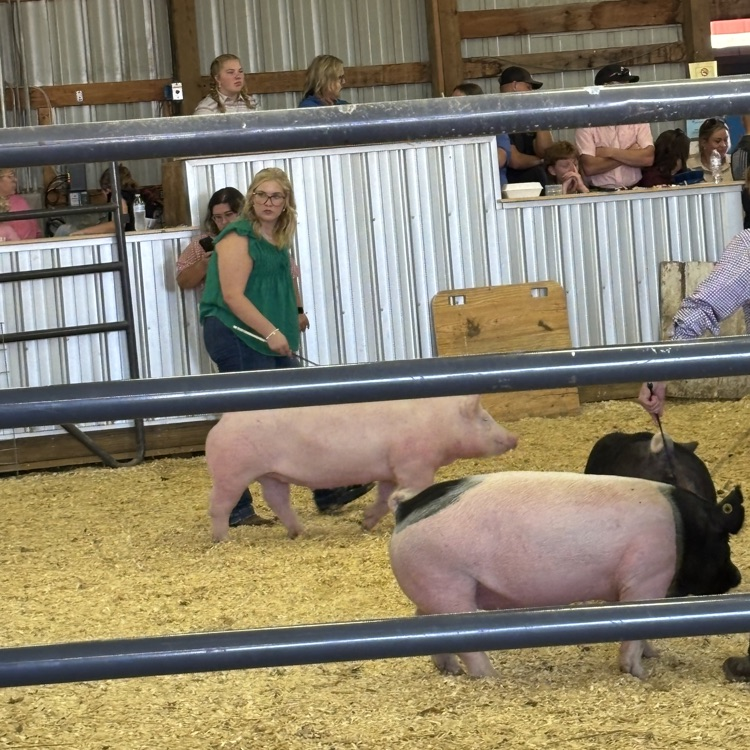 pig