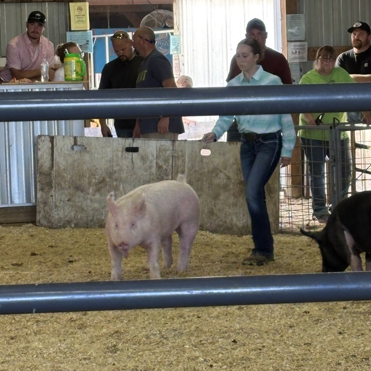 pig
